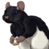 Rat: Hooded Black